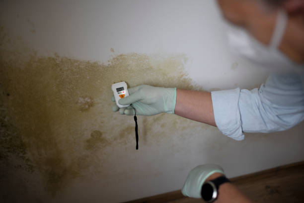 Certified Mold Removal in Three Rivers, CA