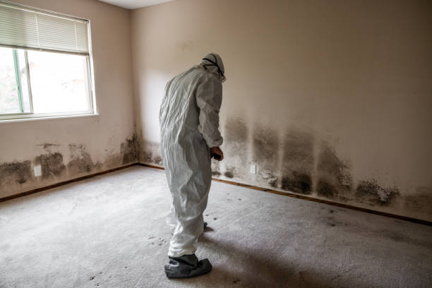 Best Home Mold Removal  in Three Rivers, CA