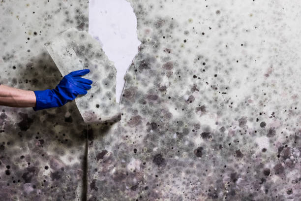 Three Rivers, CA Mold Removal Company